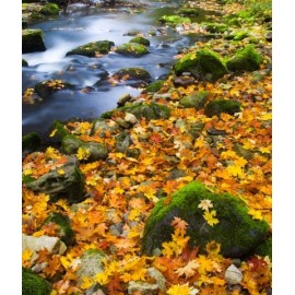 Vászonkép, vászon, kép, nyomat, nyomtatás, keret, dekor, lakberendezés, webáruház, bolt, táj, folyó, levelek, kő, kövek, ősz