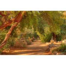 Vászonkép, vászon, kép, nyomat, nyomtatás, keret, dekor, lakberendezés, webáruház, bolt, táj, erdő, fa, fák, út